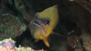 Anilao Underwater - A Large Collection of Small Creatures
