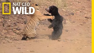 Mother Bear Fights Tiger to Save Her Cub in Dramatic Video | Nat Geo Wild