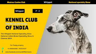 Whippet | Breed Judging 2024 | P-2 |  #shorts #dogshow2024   #whippetdogbreed