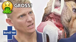 World's Messiest Animals Cases 🤢  | Compilation | Bondi Vet