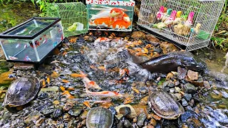 Catch colorful ornamental fish, koi fish, toman fish, betta fish, goldfish, catfish, turtles