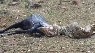 Why Python Vomits Goat Whole? Caught On Camera: Don't Watch!!! Why?