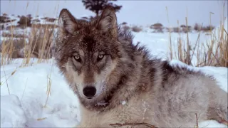 Рассказ Волки