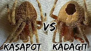kadagit vs kasapot ubusan ng gagamba / spider fight