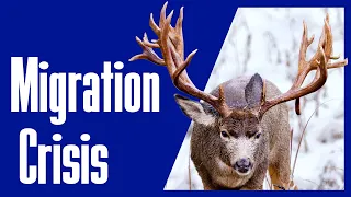 Saving deer from extinction!!! - The Migration (Wildlife)