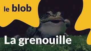 La grenouille