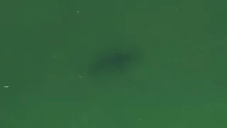 Raw Video: Possible Shark Seen Just Off Wellfleet Beach