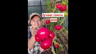 Самый честный обзор томатов: лучшие томаты 2020. Самые урожайные сорта и гибриды помидоров!