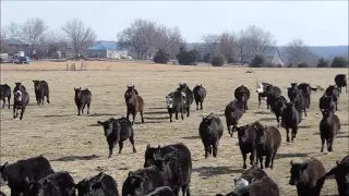 Ogden Cattle Co. Hangin Tree Cowdogs 'Fetching Weaned Heifers'