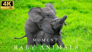 Lovely Moment between mother animal and baby animal - Relaxing music - Baby Animals