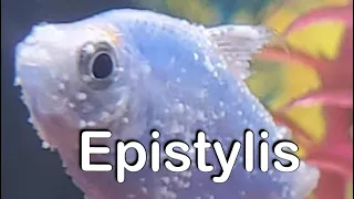 Cookie’s Fishroom Episode 20 Epistylis and how to treat it
