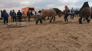 Cai probe de tractiune la Vicovul de Sus