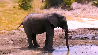 Дикая природа Африки Слон уже не ждал дождь 'Неврастеник' Elephant thirsty - 'Neurotic'