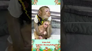Monkey Hair Red hugs and lulls baby monkey Mit to sleep looking so cute part 3