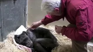 Dying Chimpanzee Got Hug from Her Old Friend.  YouTube