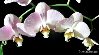 Очень нежная! Орхидея Сильвия Фаленопсис/ Phalaenopsis Sylvia/ Домашнее цветение/ 26 апреля 2021г.