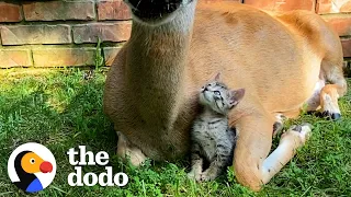 Tiny Kitten Befriends The Wild Deer Who Visit Her Yard | The Dodo Little But Fierce