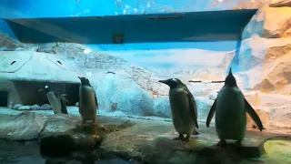 Жизнь пингвинов в зоопарке