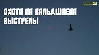 Весенняя охота 2024. Охота на вальдшнепа