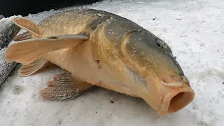 ЗАКИНУЛ ПАУКИ И СНОВА УДАЧА!!! ЯЗИ И САЗАНЫ ПРЯМО ЗА ОГОРОДОМ!!! РЫБАЛКА НА ПАУК!!!