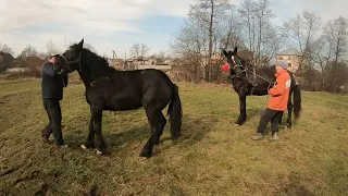 КАЗКА ТА ФЛЕШКА🔥/КОНІ ВАГОВОЗИ/horses in y