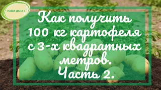 Как получать 100 кг картофеля с 3-х квадратных метров. Тонкости. Часть 2. Луппа Валентина.