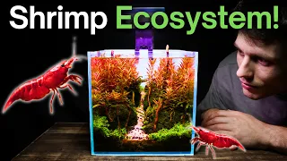 I Made a Nano Shrimp Aquarium, Here’s How!