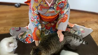 娘の着物姿を初めて見た猫さんたち・・そしてお別れの日に猫のとった行動が・・【玄関先に突然現れた子猫】【保護猫ラグドール】