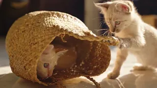 Cute cat and kitten compilation