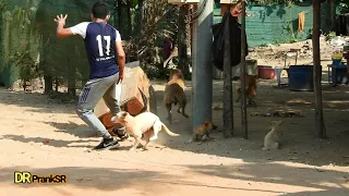 Huge Box Prank vs Sleeping Dog Very Funny Surprise Scared Reaction -  Try Not To Laughing