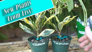 Etsy Plant Haul || White Variegated Crotons | Angels Trumpets & Alphelandra