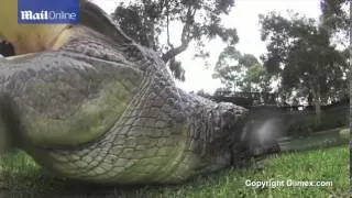 VIDEO  Snap  Aggressive five metre crocodile locks jaws on camera   Mail Online