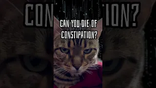 Best way to relieve constipation in 2023. #shorts #cats #cat #funnyvideos #funny #funnycats #love ￼