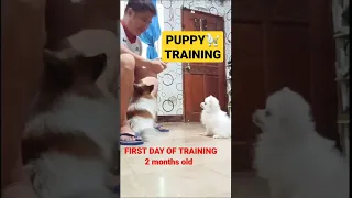 DOG TRAINER | 2 months Pomeranian | first session puppy training