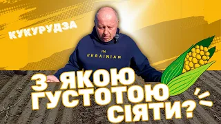 Кукурудза | Основні фактори, які впливають на густоту