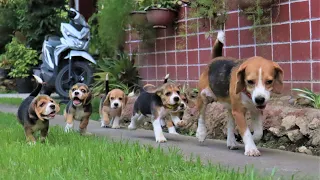 Beagle Puppies Morning Playtime