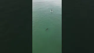 Dramatic Encounter: Paddle Boarder's Close Call with Great White Shark