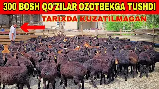 OZODBEKGA 300 BOSH QO'ZILAR TUSHDI NARXLARI TARIXDA KUZATILMAGAN ULGIRIB QOLING