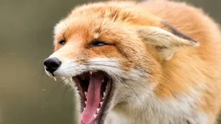 foxes be like: