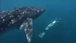 Face to Face with a Whale Shark | Shark Therapy | Big Sharks | BBC Studios