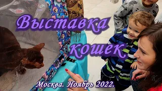 Москва. Ноябрь 2022. ТРК Мари. Выставка и продажа кошек и котят.