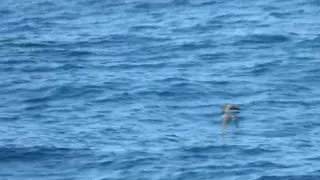 Sooty Shearwater, Argentina, 2023