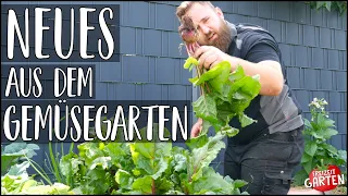 Gemüsegarten Rundgang Juni! | Aktueller Stand & Zwischenernte | Freizeit Garten