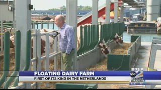 Floating dairy farm in the Netherlands