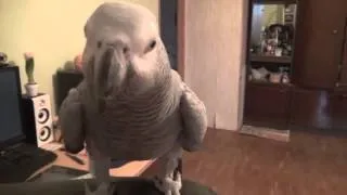 я кукарача-поют попугаи!