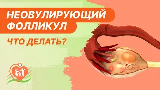 👩‍⚕️​ Неовулирующий фолликул / Персистенция фолликула - что делать?