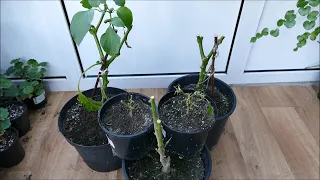 2021 Pepper Plants Update (Winter Pruning)