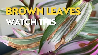 BROWN LEAVES on Inch Plant | Why + How to Fix It