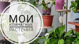 🌼МОИ КОМНАТНЫЕ РАСТЕНИЯ🌼 ОБЗОР 😍ПОЧЕМУ Я РАНЬШЕ ТАК НЕ ДЕЛАЛА😍👍#комнатныерастения #цветывмоëмдоме