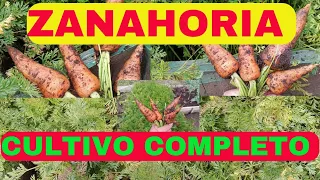 CÓMO y CUANDO sembrar Zanahorias paso A paso (VÍDEO COMPLETO) fácil realiza el cultivo de ZANAHORIA